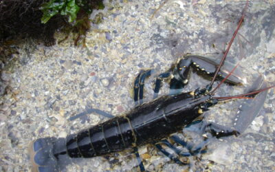 Pêche à Jersey