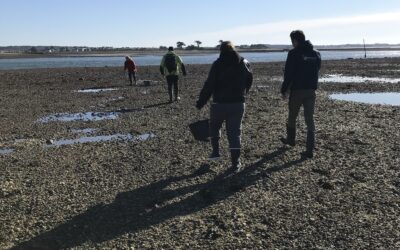 Pêche à pied dans le Morbihan